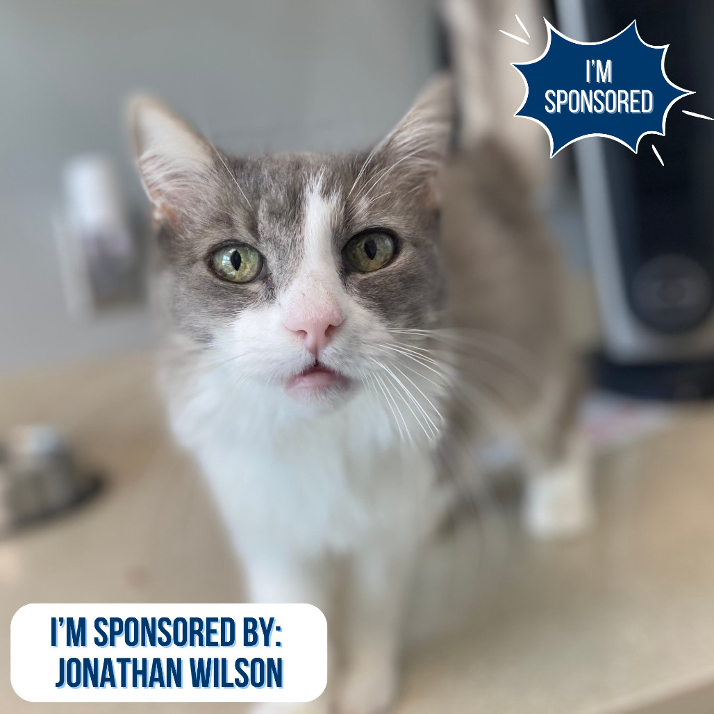 Bjorn, an adoptable Domestic Medium Hair in Great Falls, MT, 59404 | Photo Image 1