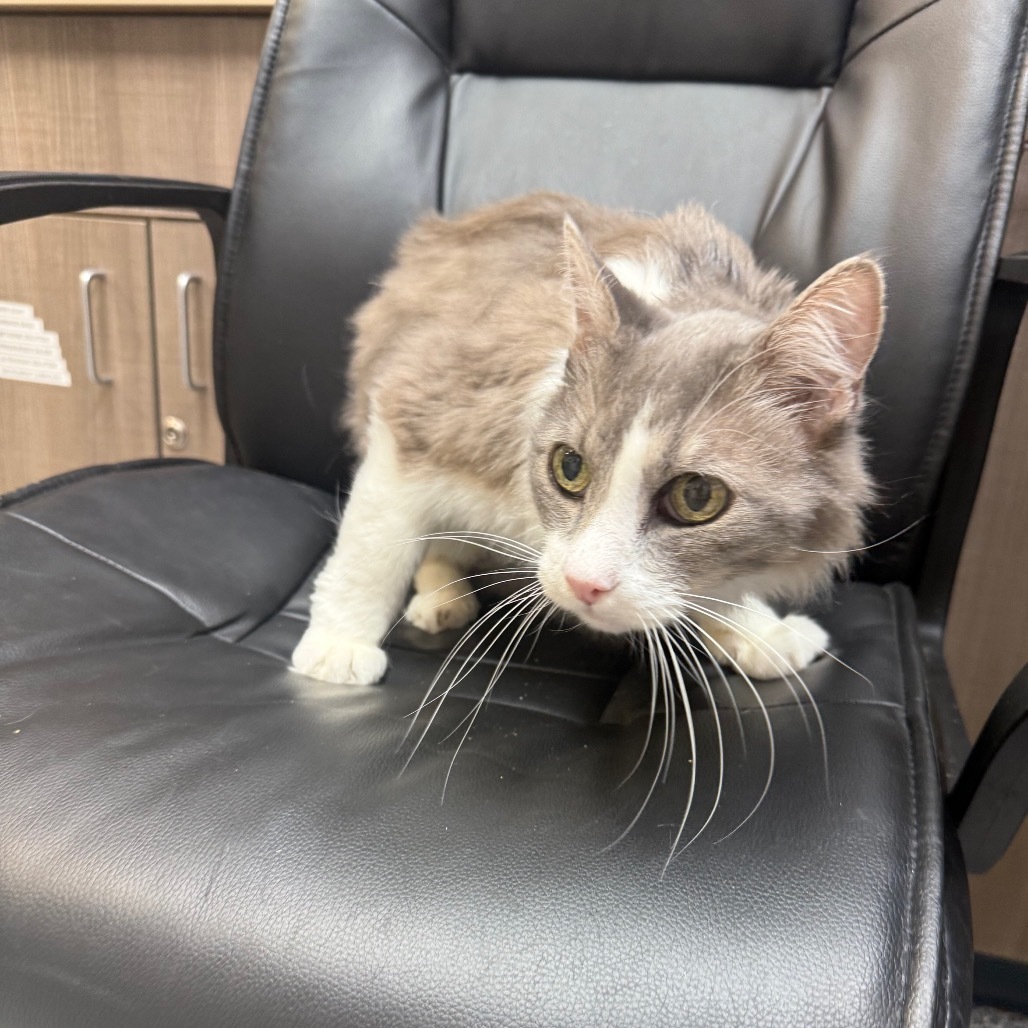 Bjorn, an adoptable Domestic Medium Hair in Great Falls, MT, 59404 | Photo Image 2
