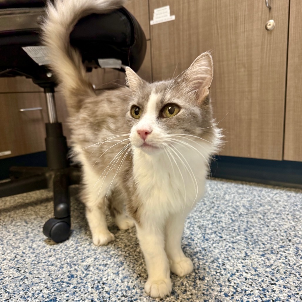 Bjorn, an adoptable Domestic Medium Hair in Great Falls, MT, 59404 | Photo Image 3