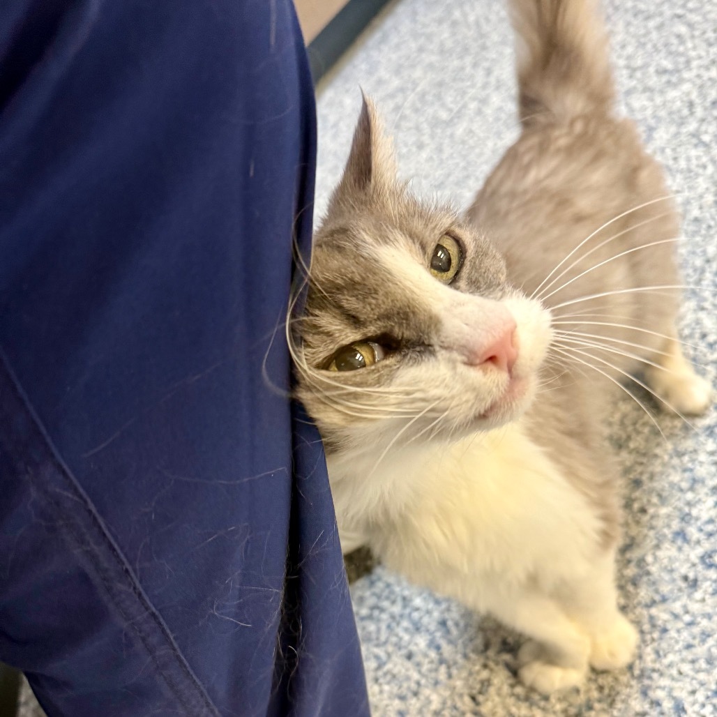 Bjorn, an adoptable Domestic Medium Hair in Great Falls, MT, 59404 | Photo Image 4