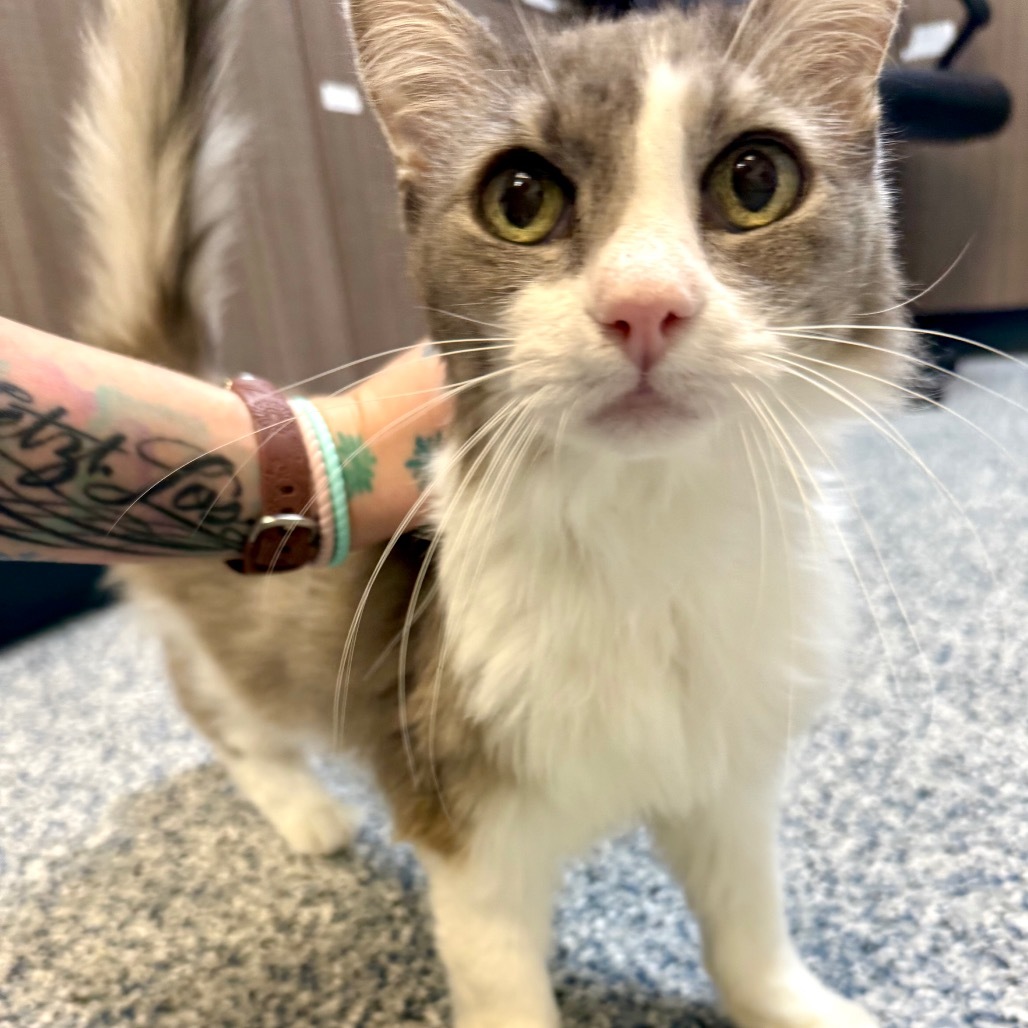 Bjorn, an adoptable Domestic Medium Hair in Great Falls, MT, 59404 | Photo Image 5