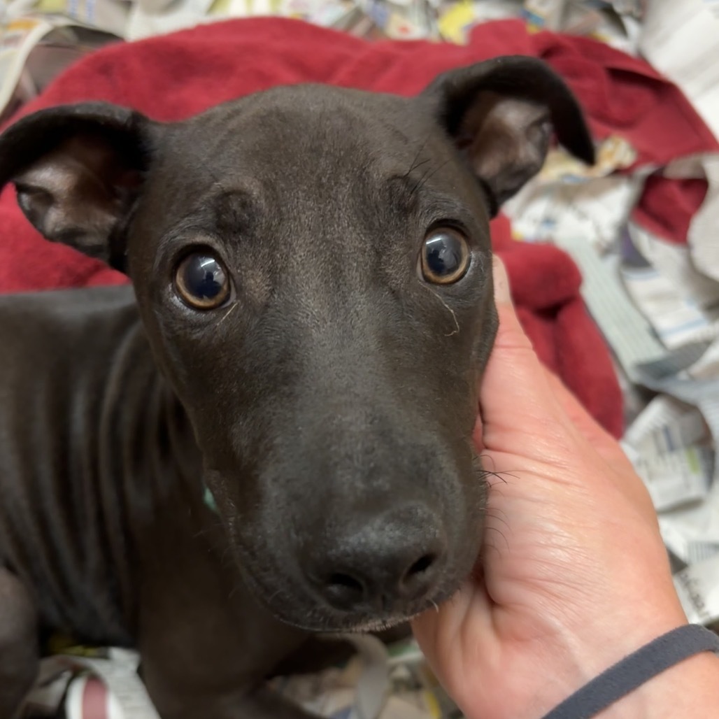Puppy, an adoptable Terrier in Wahiawa, HI, 96786 | Photo Image 2