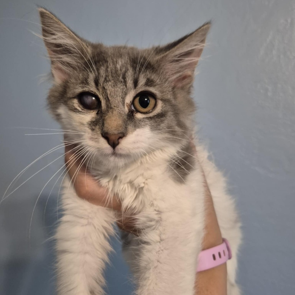 Mikey, an adoptable Domestic Medium Hair in Jacksonville, OR, 97530 | Photo Image 1