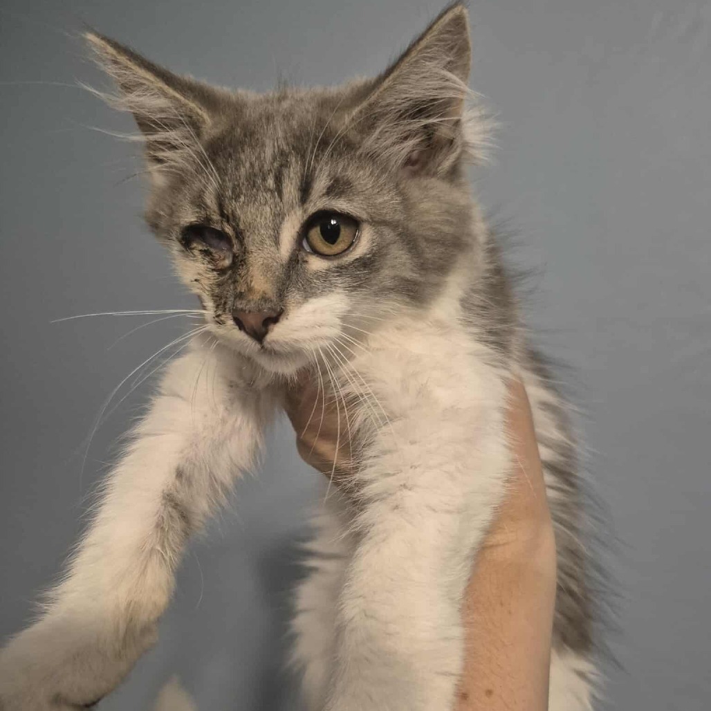 Mikey, an adoptable Domestic Medium Hair in Jacksonville, OR, 97530 | Photo Image 2