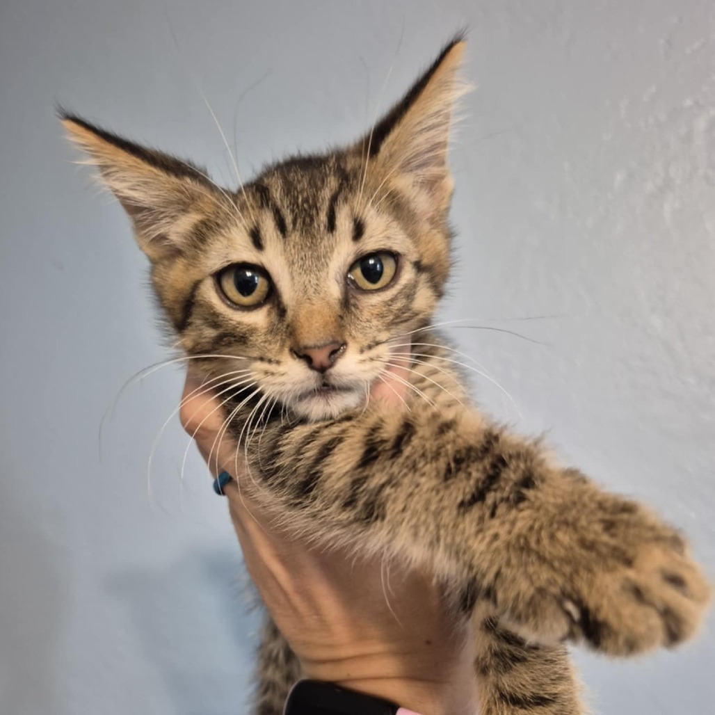 LeBeau, an adoptable Domestic Short Hair in Jacksonville, OR, 97530 | Photo Image 1