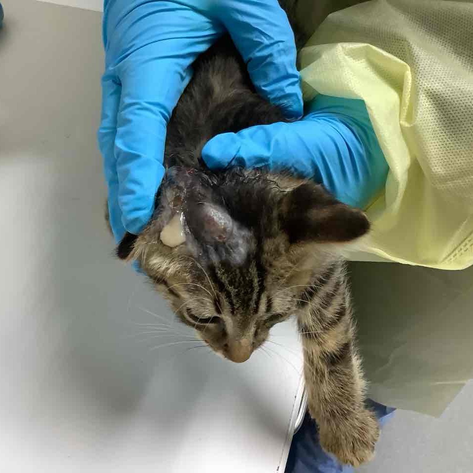 LeBeau, an adoptable Domestic Short Hair in Jacksonville, OR, 97530 | Photo Image 2