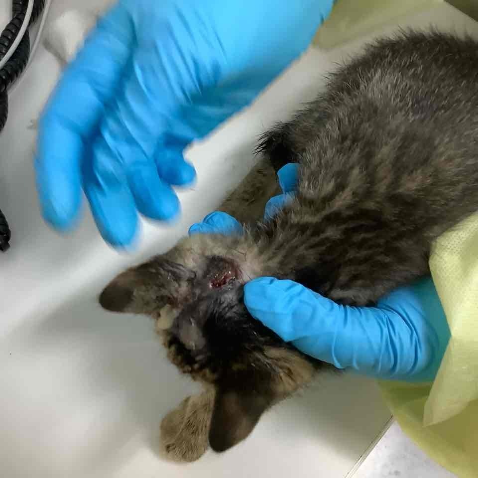 LeBeau, an adoptable Domestic Short Hair in Jacksonville, OR, 97530 | Photo Image 3