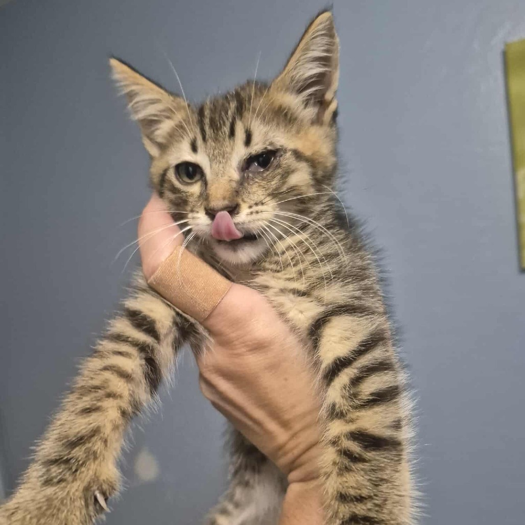 LeBeau, an adoptable Domestic Short Hair in Jacksonville, OR, 97530 | Photo Image 4