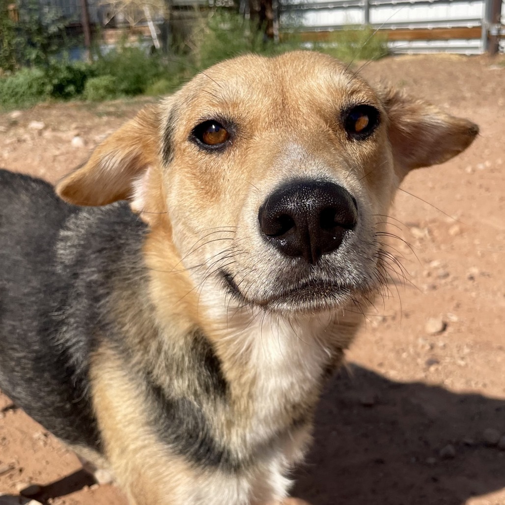 Shayde, an adoptable Mixed Breed in Moab, UT, 84532 | Photo Image 1