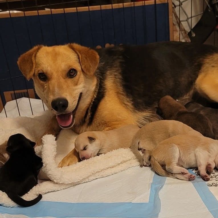 Shayde, an adoptable Mixed Breed in Moab, UT, 84532 | Photo Image 2