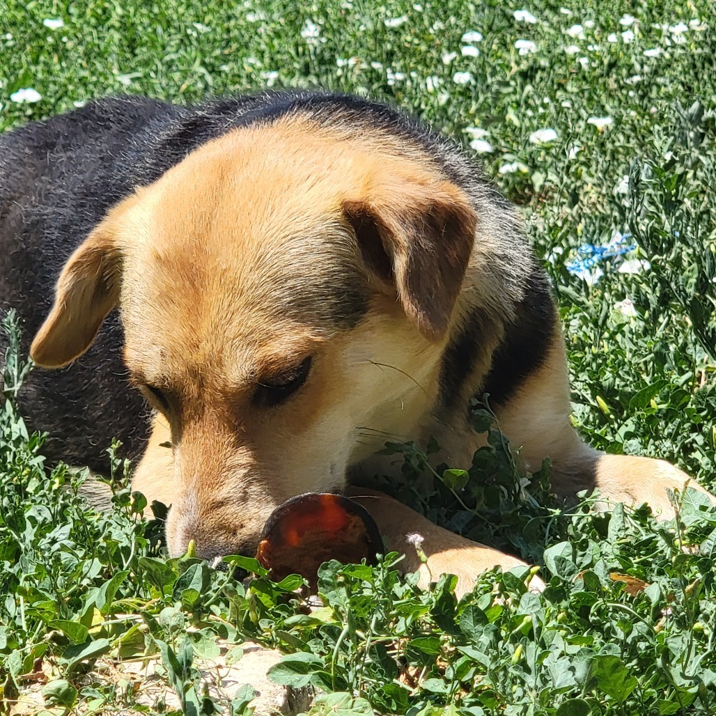 Shayde, an adoptable Mixed Breed in Moab, UT, 84532 | Photo Image 3