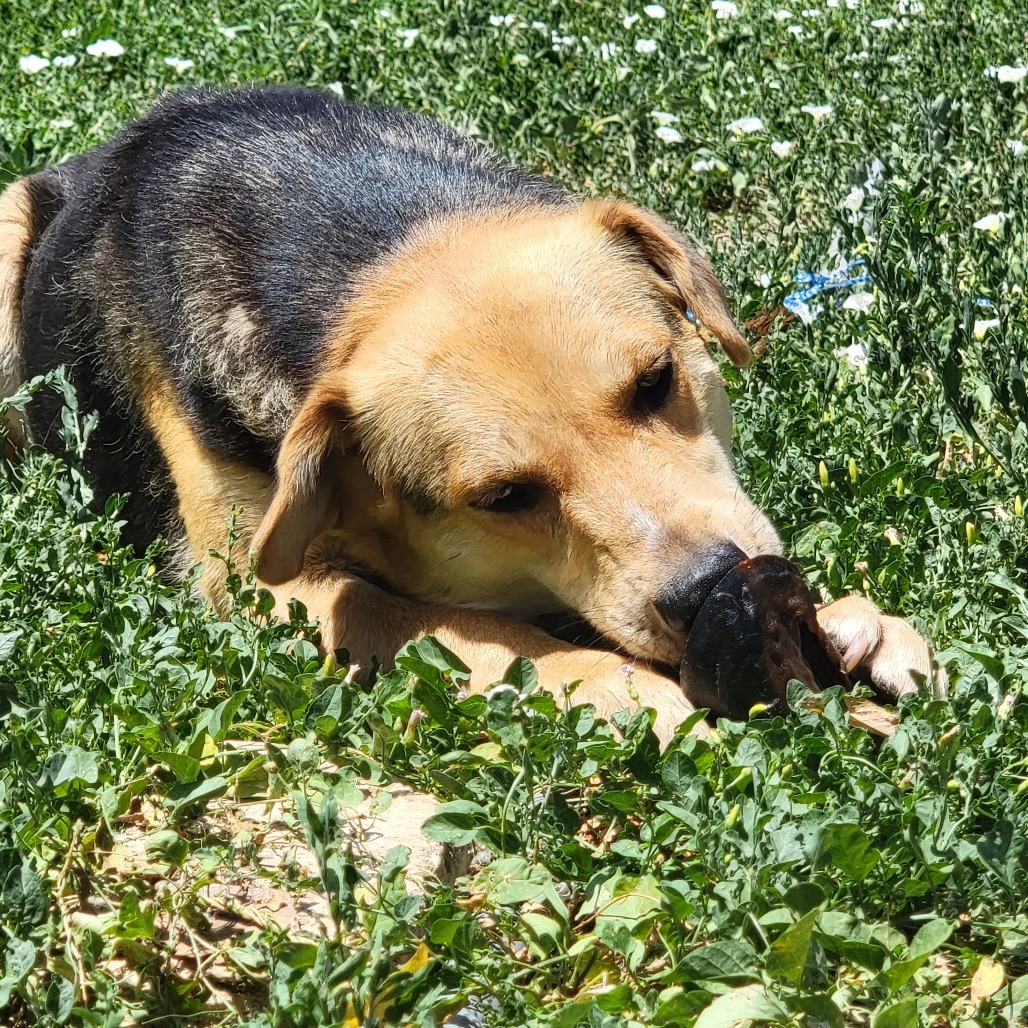 Shayde, an adoptable Mixed Breed in Moab, UT, 84532 | Photo Image 4