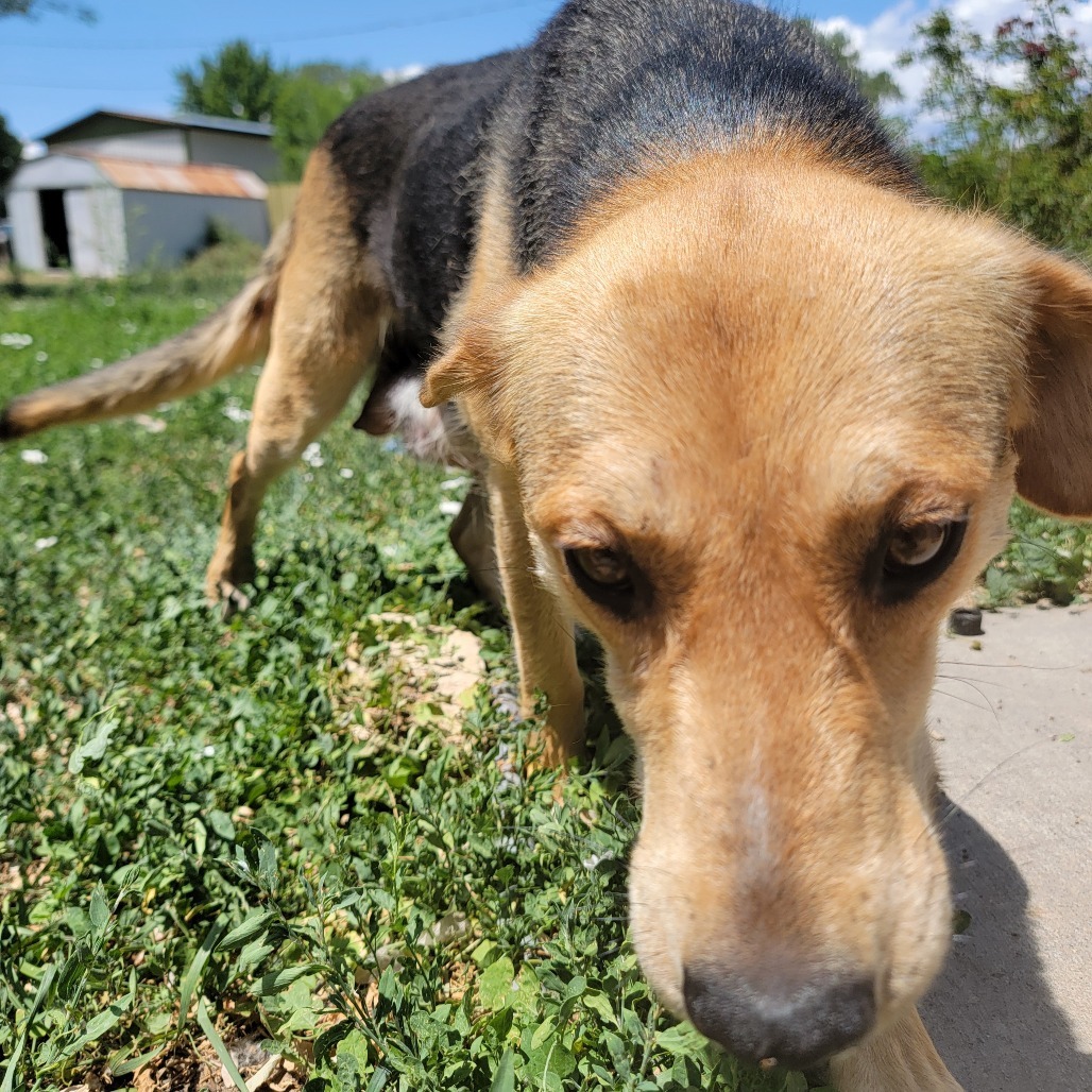 Shayde, an adoptable Mixed Breed in Moab, UT, 84532 | Photo Image 5