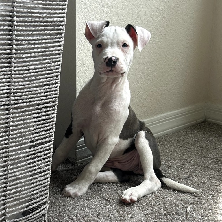 Asher