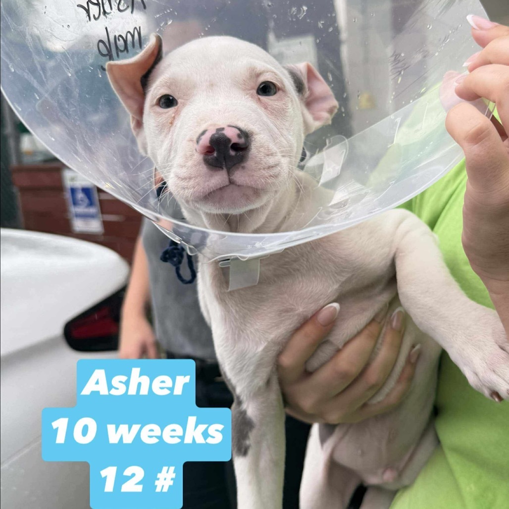 Asher