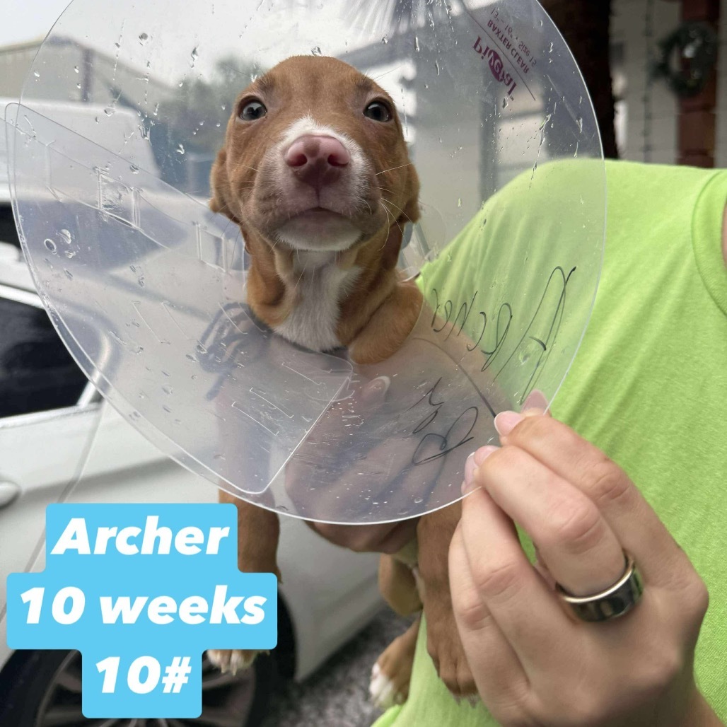 Archer