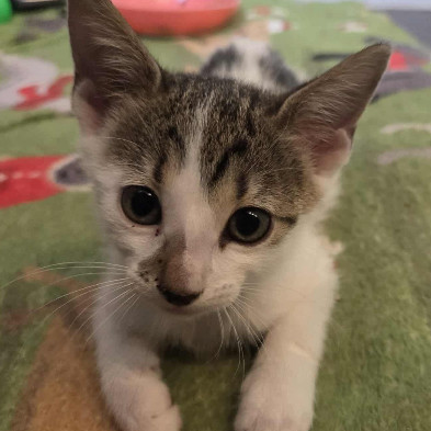 Tumnus
