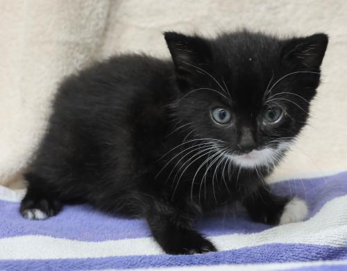 Sal, an adoptable Domestic Short Hair in Thief River Falls, MN, 56701 | Photo Image 1