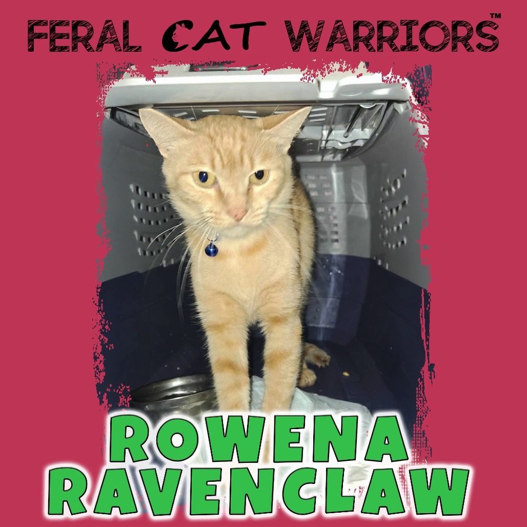 Rowina Ravenclaw, an adoptable Domestic Short Hair in Kingman, AZ, 86401 | Photo Image 1