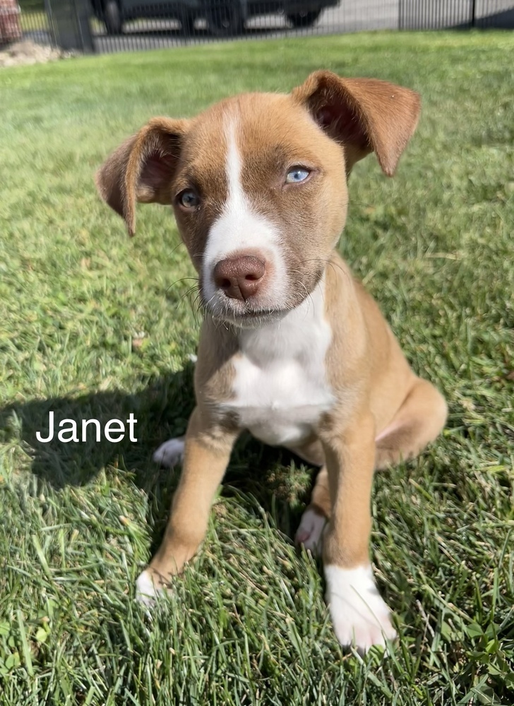 Janet