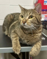 Rapala ~Adoption Center Cat~