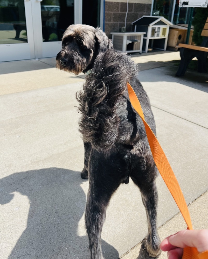 Daniel Mack, an adoptable Aussiedoodle in Kalamazoo, MI, 49009 | Photo Image 1