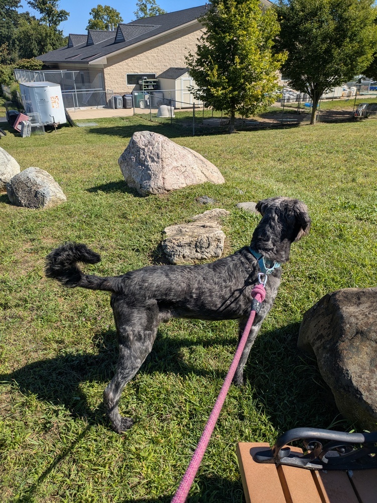 Daniel Mack, an adoptable Aussiedoodle in Kalamazoo, MI, 49009 | Photo Image 3