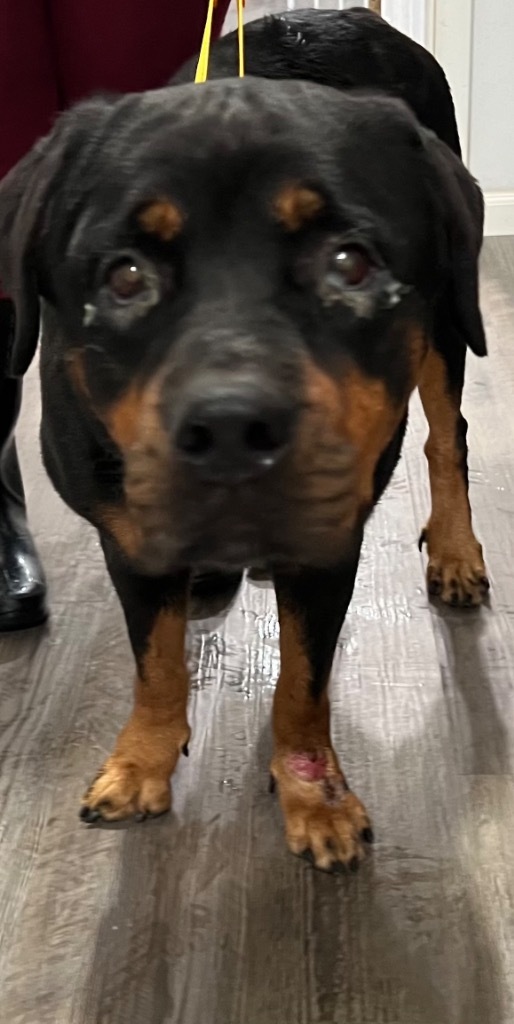 Nova
