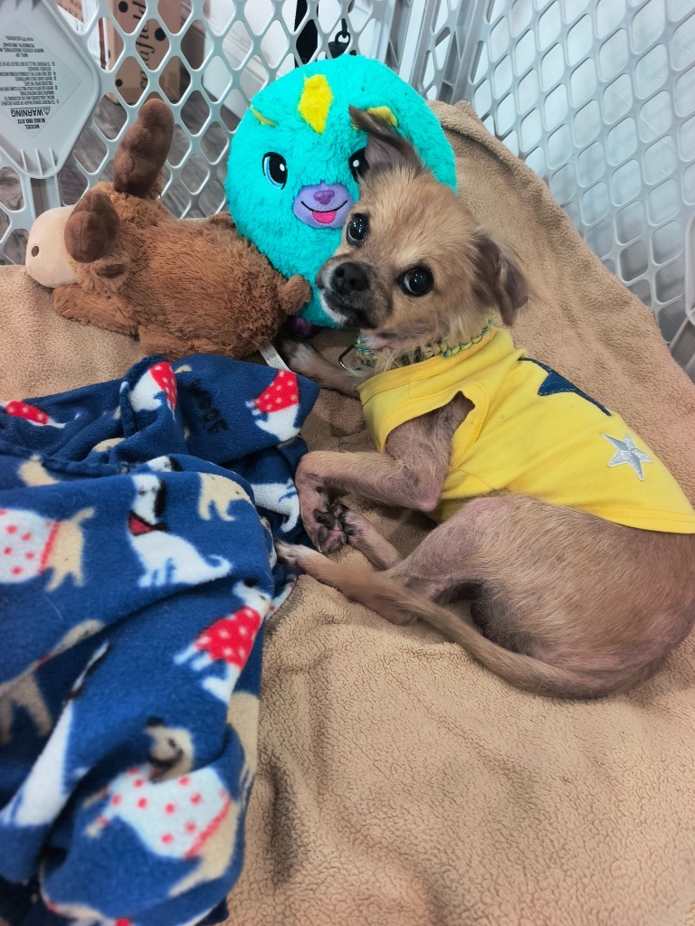 Archie Ray (not for adoption)