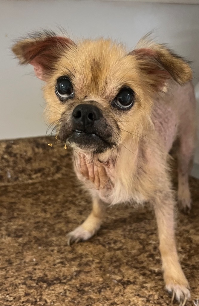 Archie Ray (not for adoption)