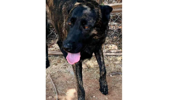 Shellie - Located in CO