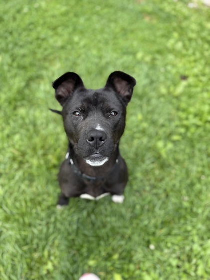 Kole, an adoptable Pit Bull Terrier, Mixed Breed in Harbor Springs, MI, 49740 | Photo Image 1