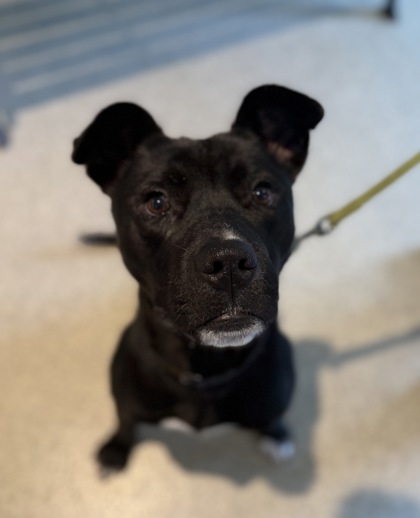 Kole, an adoptable Pit Bull Terrier, Mixed Breed in Harbor Springs, MI, 49740 | Photo Image 2