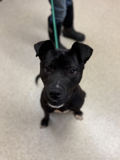 Kole, an adoptable Pit Bull Terrier, Mixed Breed in Harbor Springs, MI, 49740 | Photo Image 3