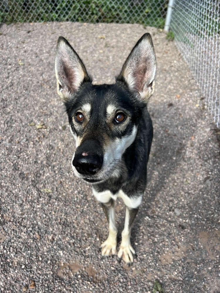 Popple, an adoptable Husky in Houghton, MI, 49931 | Photo Image 1