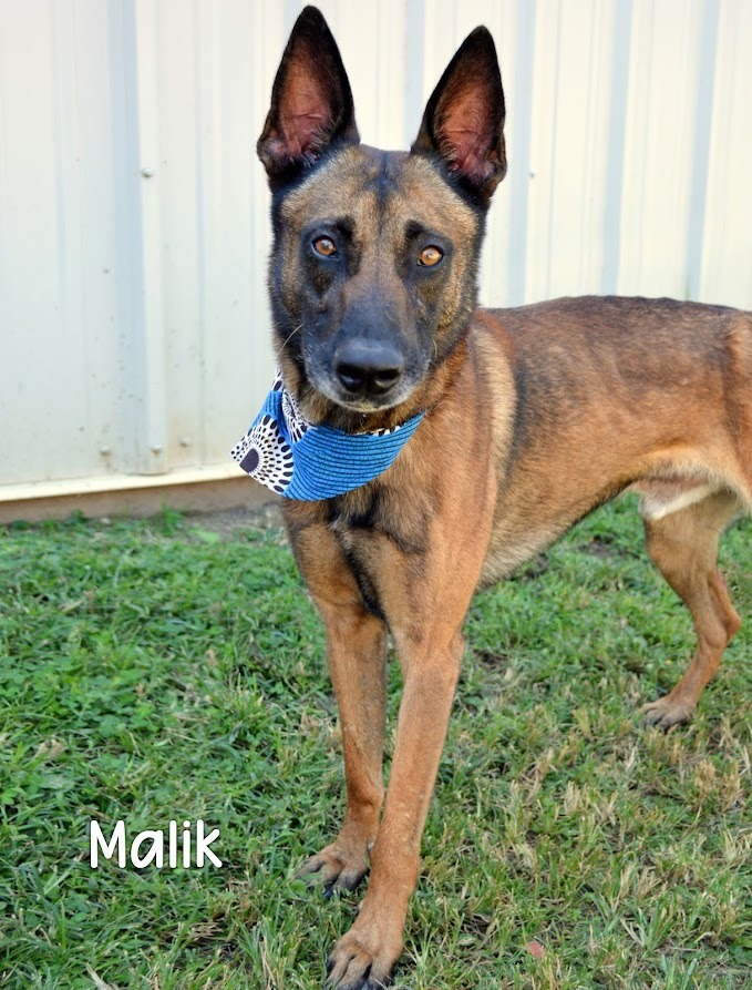 Malik