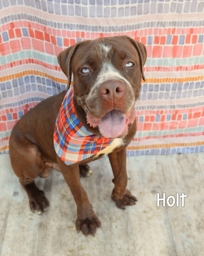 Holt