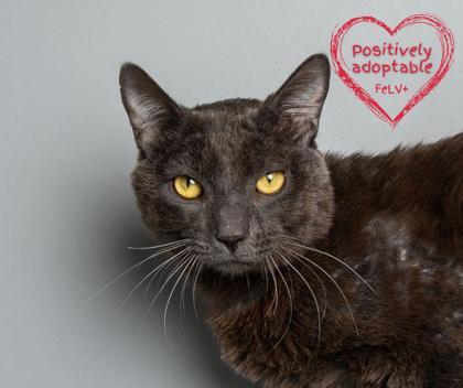 Spring, an adoptable Domestic Short Hair in Longmont, CO, 80501 | Photo Image 1