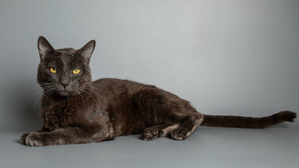 Spring, an adoptable Domestic Short Hair in Longmont, CO, 80501 | Photo Image 2