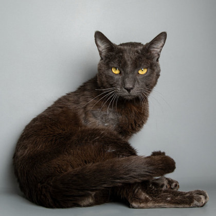 Spring, an adoptable Domestic Short Hair in Longmont, CO, 80501 | Photo Image 3
