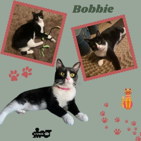 Bobbie photo 1