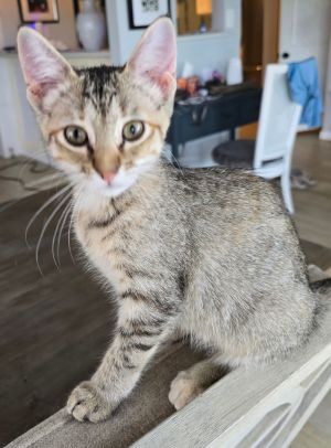 Tobi