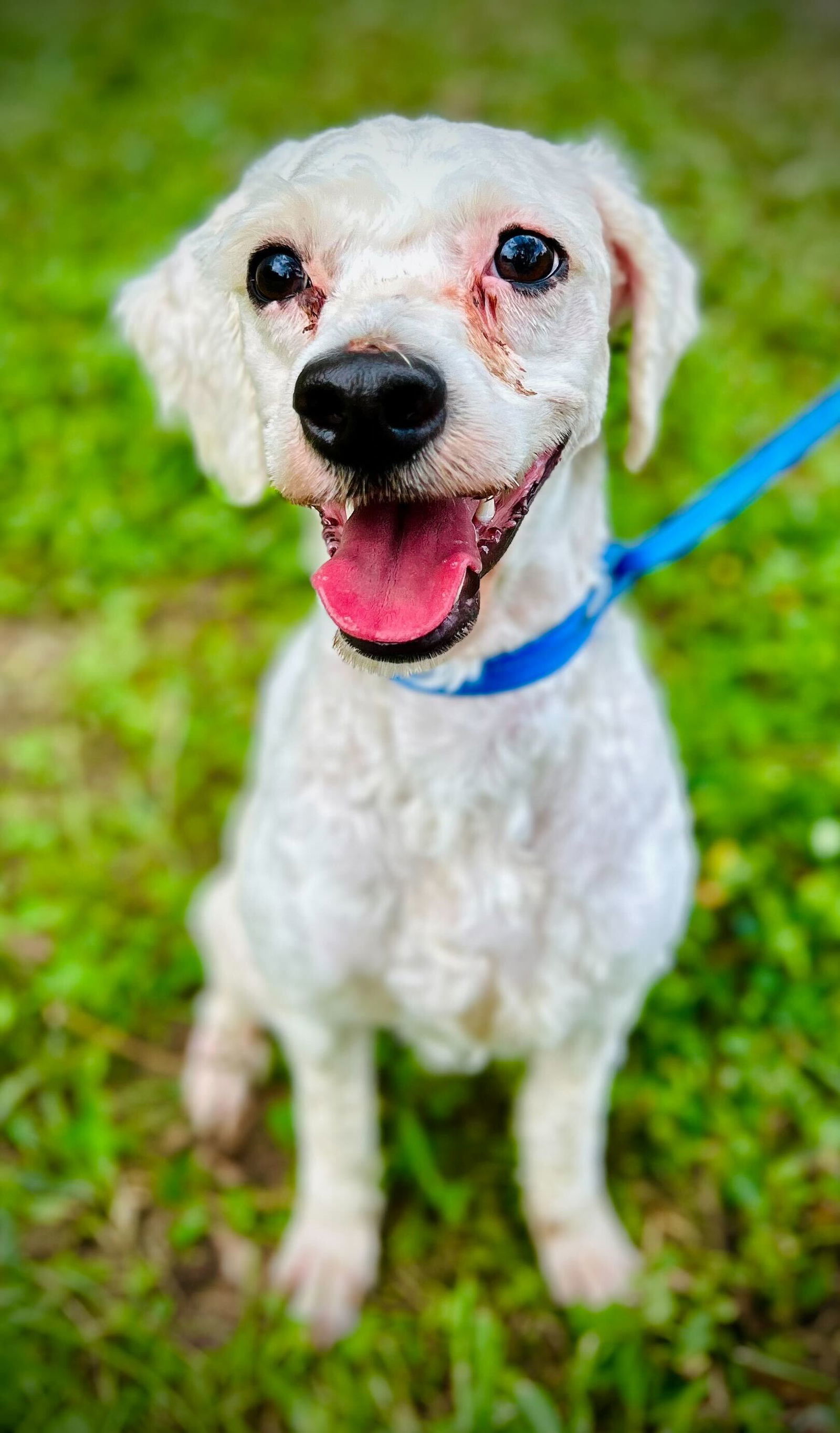 Bucce Aug 25, an adoptable Cockapoo in Pacolet, SC, 29372 | Photo Image 1