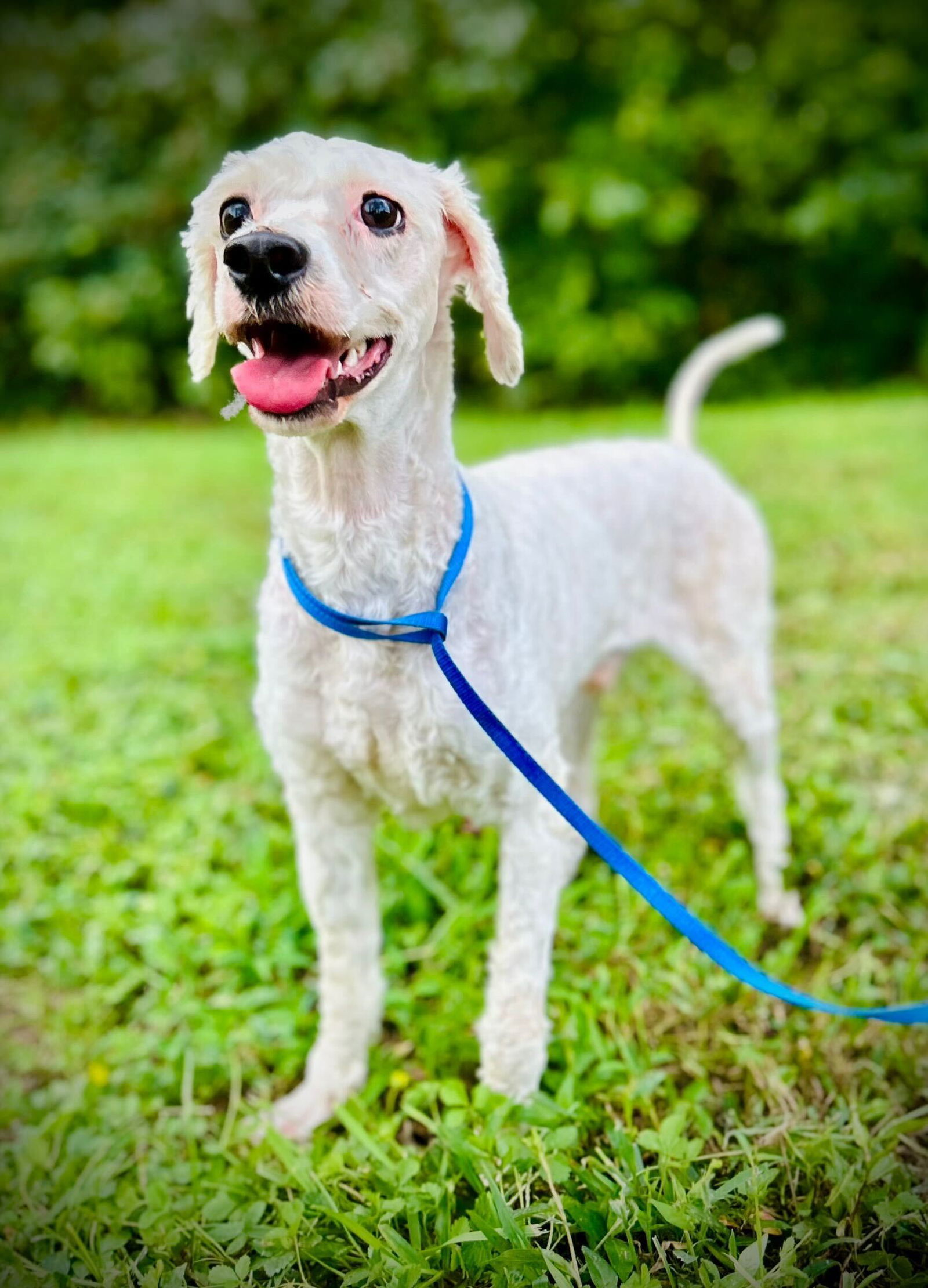 Bucce Aug 25, an adoptable Cockapoo in Pacolet, SC, 29372 | Photo Image 2
