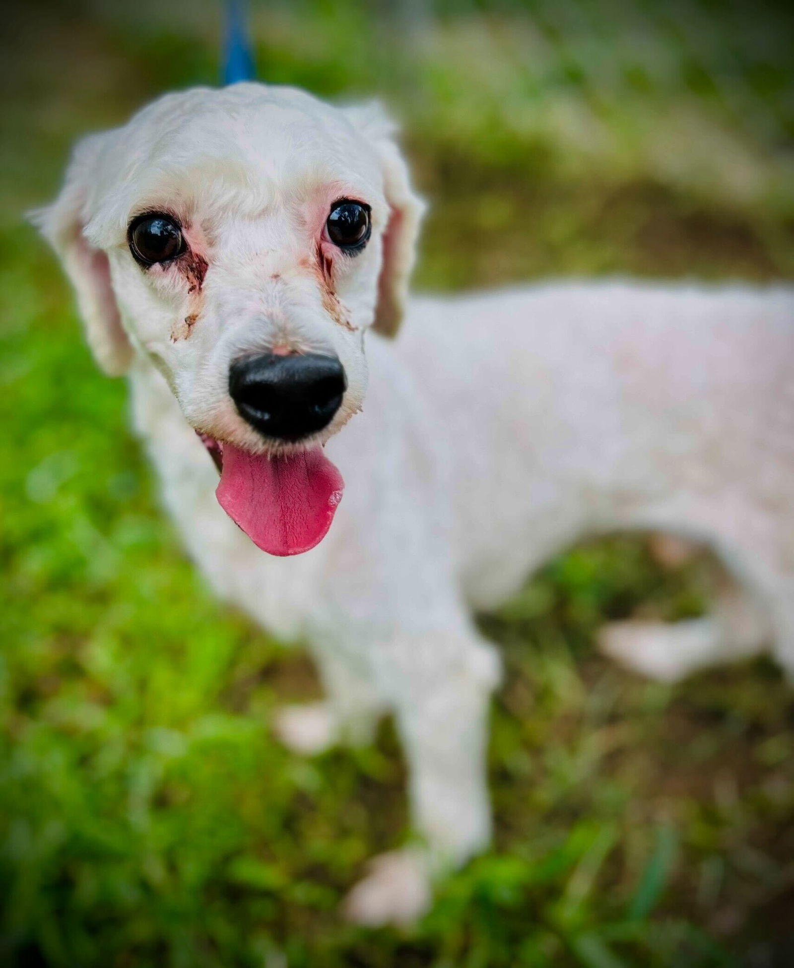 Bucce Aug 25, an adoptable Cockapoo in Pacolet, SC, 29372 | Photo Image 3
