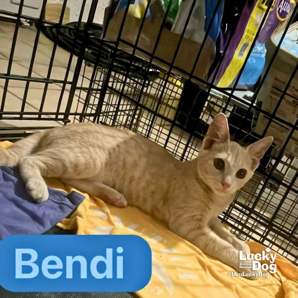 Bendi