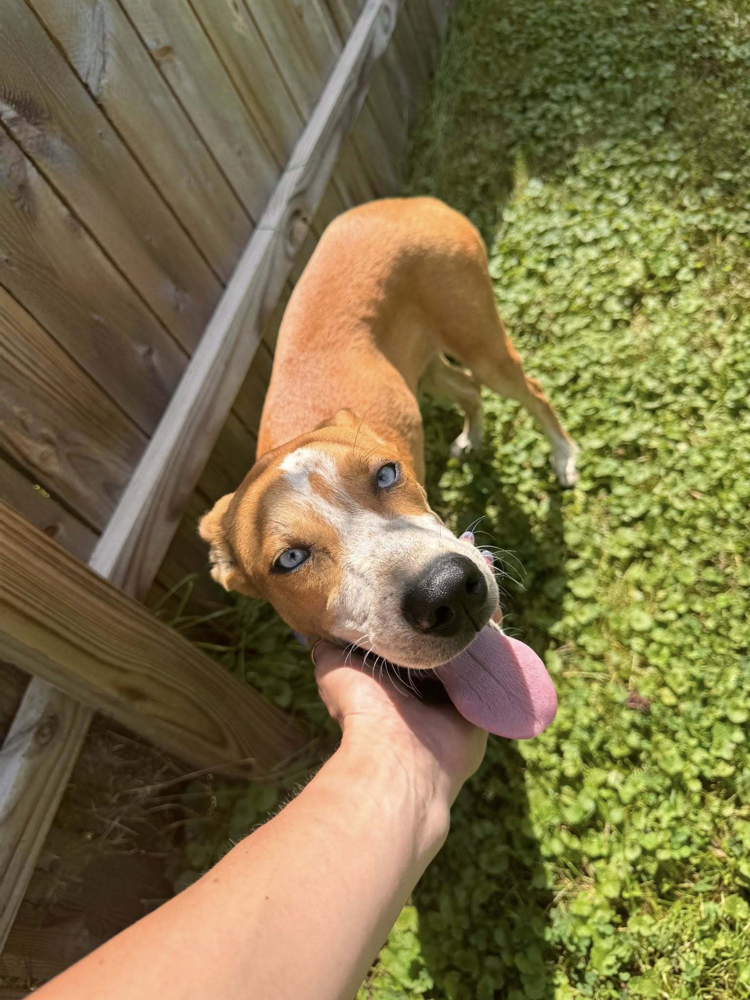 Odie