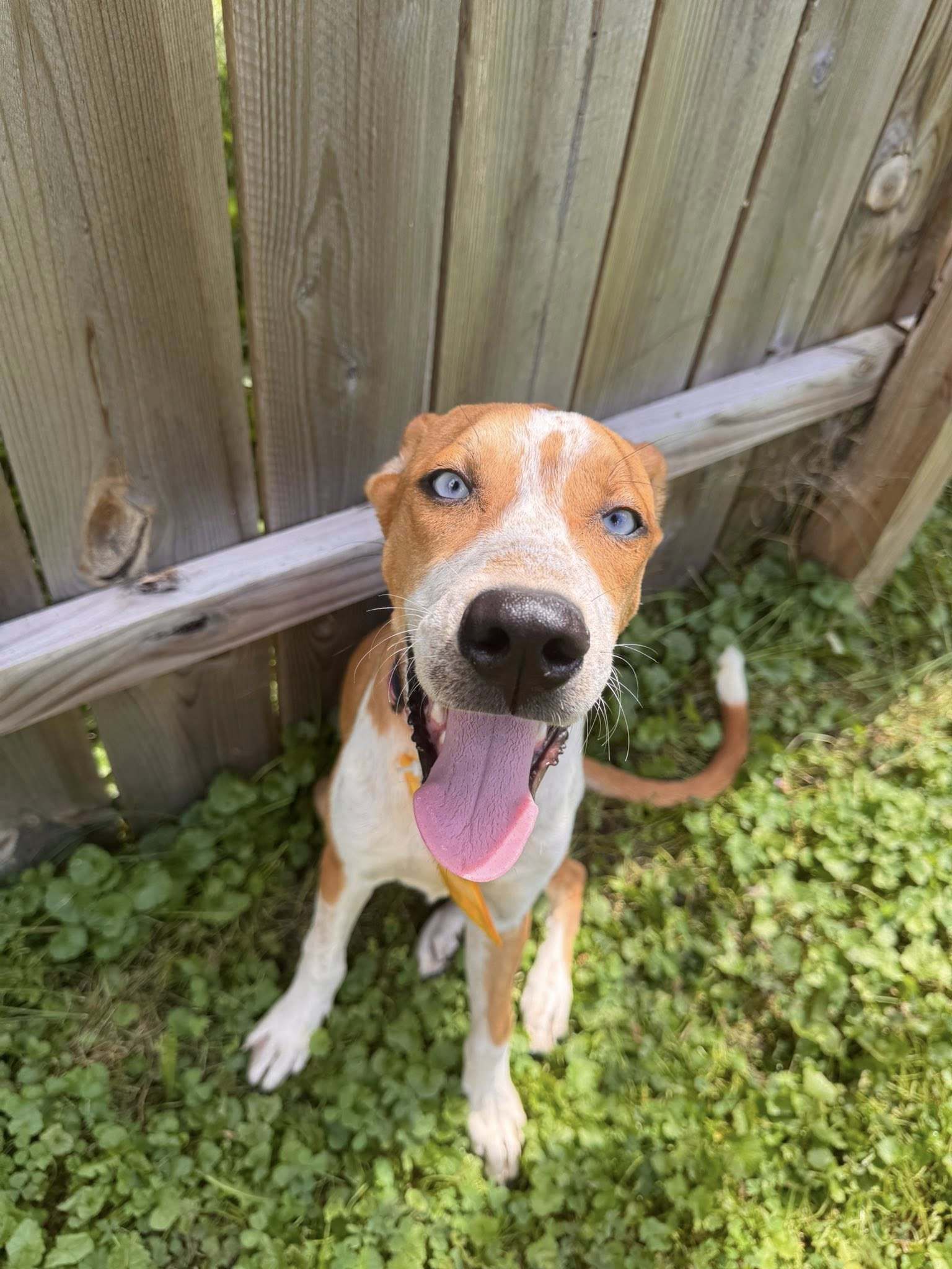 Odie