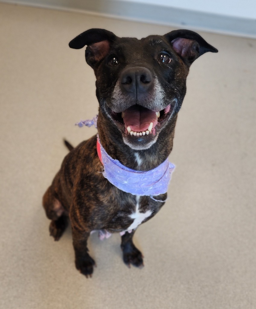 Raven, an adoptable Pit Bull Terrier, Rottweiler in Superior, WI, 54880 | Photo Image 1