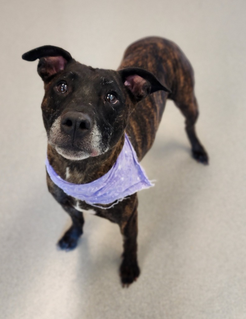 Raven, an adoptable Pit Bull Terrier, Rottweiler in Superior, WI, 54880 | Photo Image 2